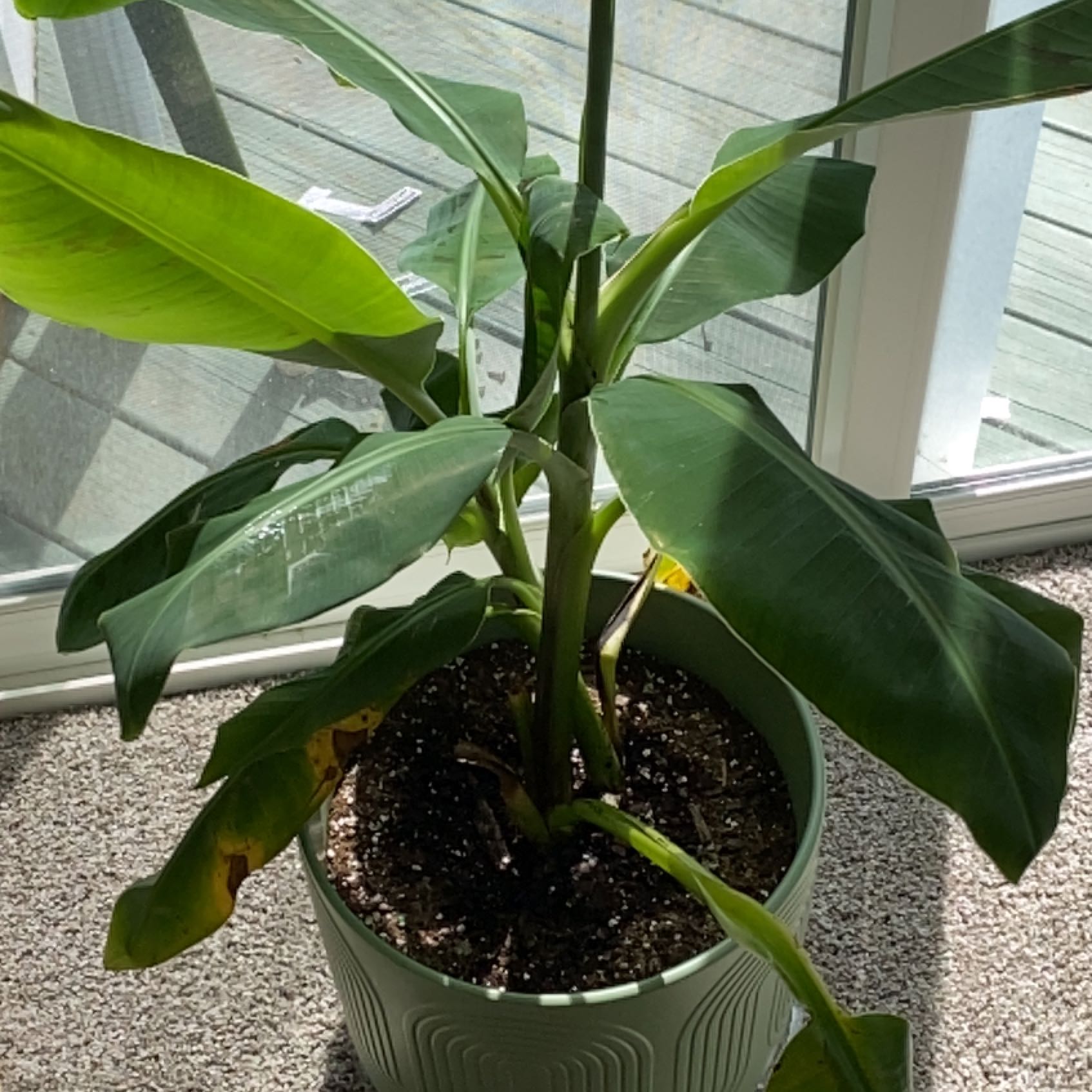 Coco