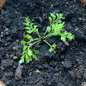 Photo of the plant species Parsley Fern by @Laranmatta named Sahara on Greg, the plant care app