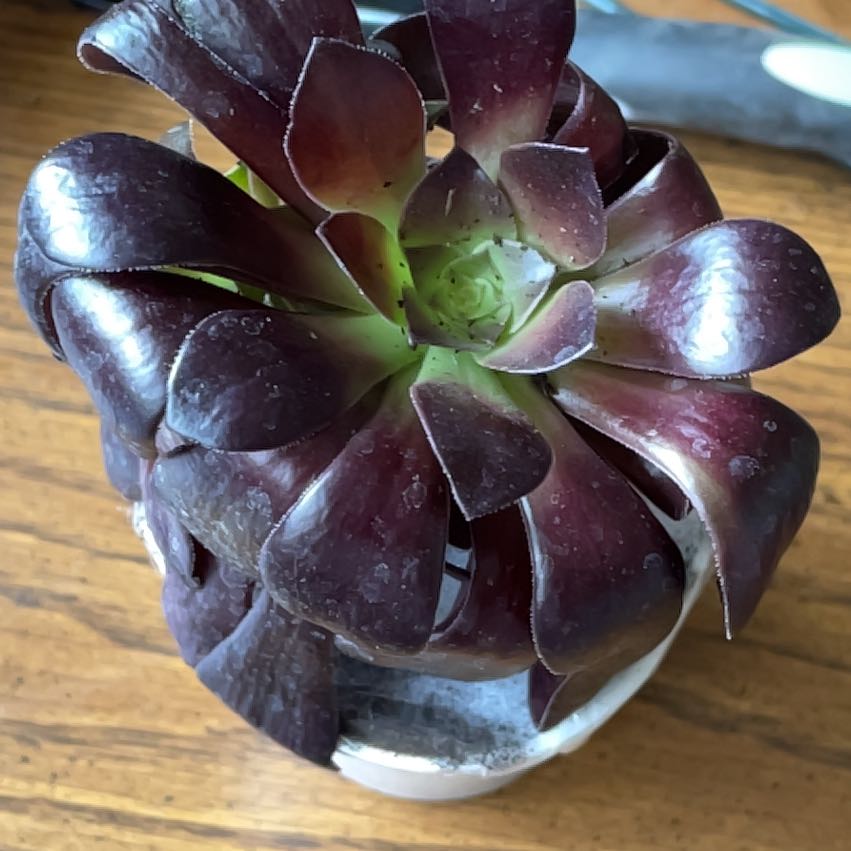 Aeonium arboreum 'Zwartkop' plant with dark, glossy leaves in a pot.