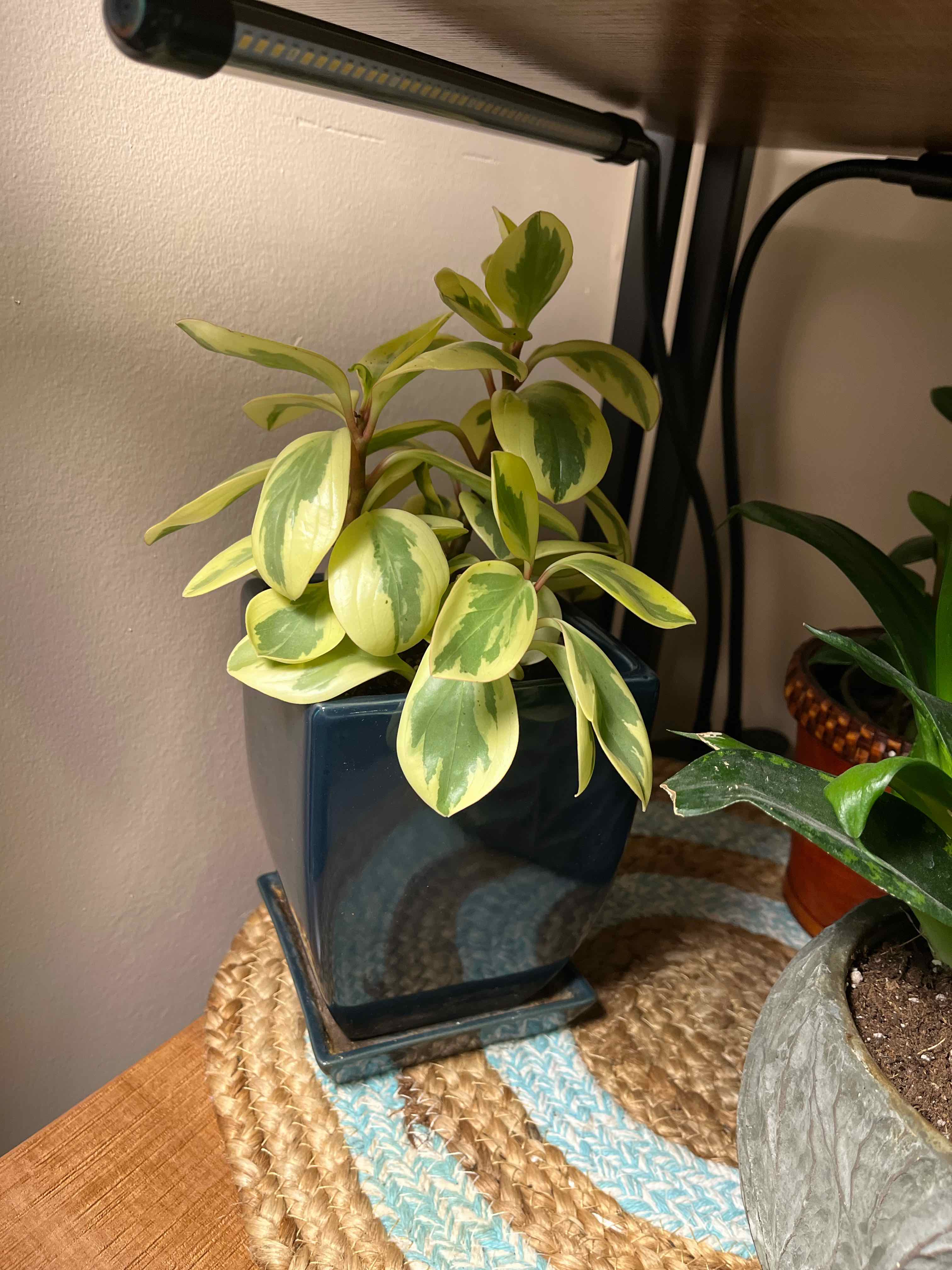 Photo of the plant species Peperomia 'Sweet and Sour™' by @RobbyP named Sweetie on Greg, the plant care app