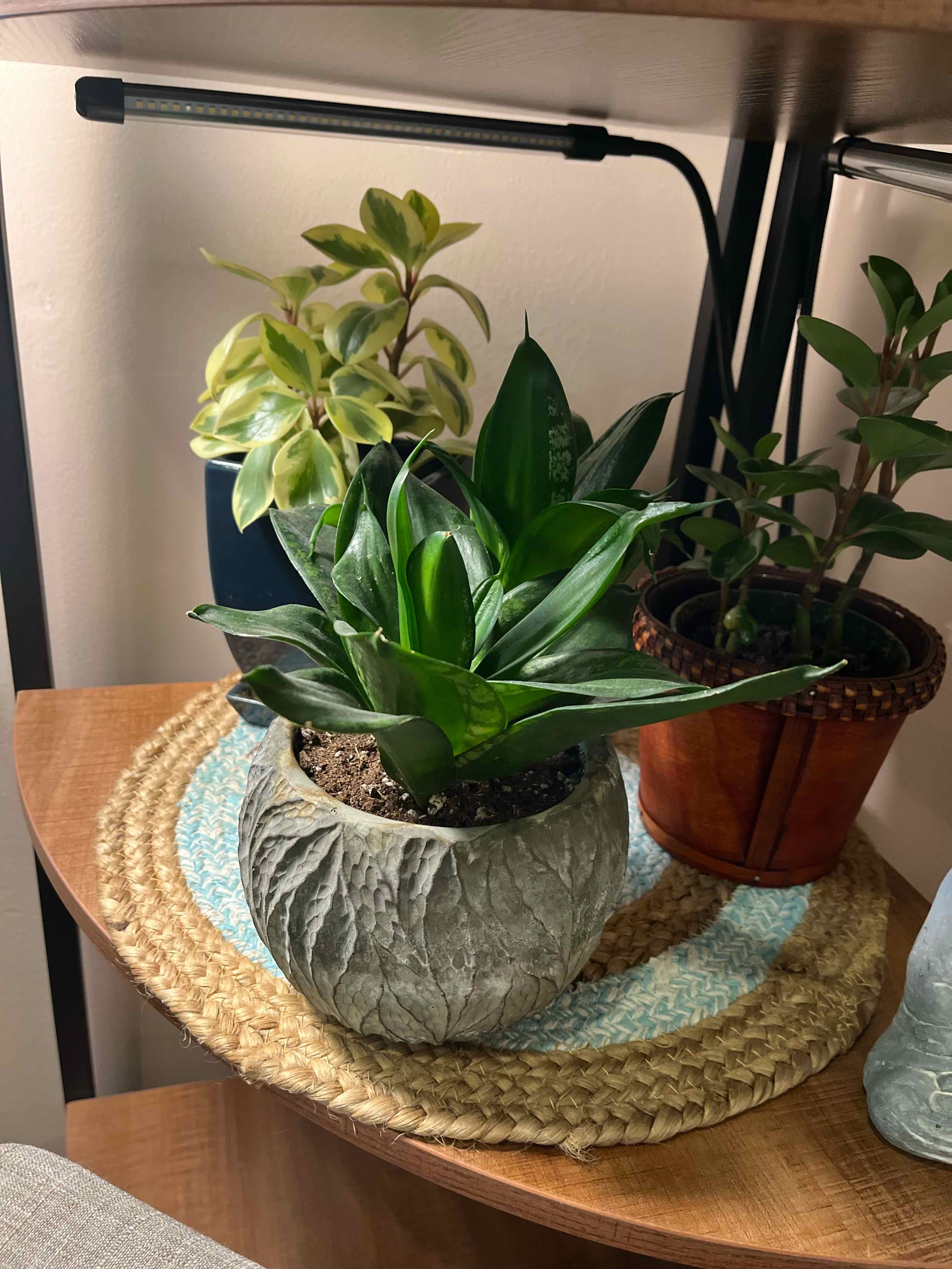 Photo of the plant species Tiger Star Snake Plant by @RobbyP named Raja on Greg, the plant care app