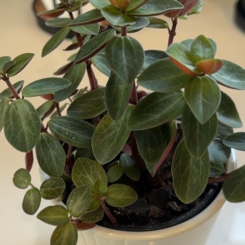 Photo of the plant species Peperomia verticillata 'Red Twist' by @JocundViszsla named Mollie on Greg, the plant care app
