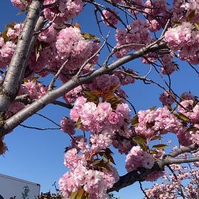 Photo of the plant species Japanese Flowering Cherry by @QuickDyebush named Fernie Saunders on Greg, the plant care app