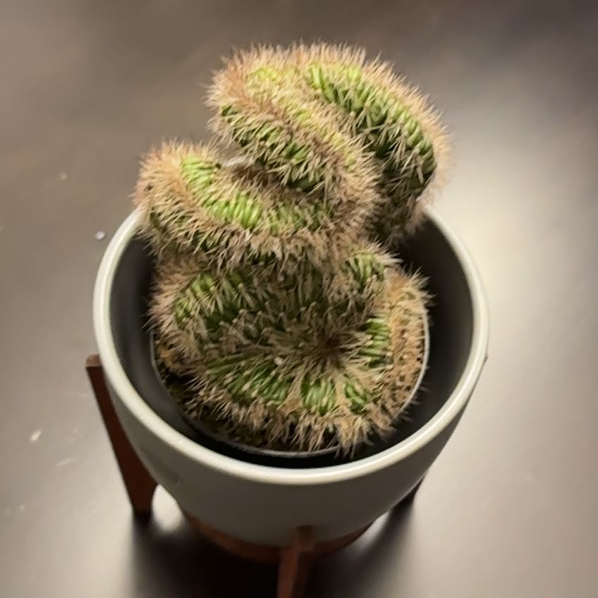 Photo of the plant species Stenocereus hollianus cristata by @KnowableHautree named E.T. on Greg, the plant care app