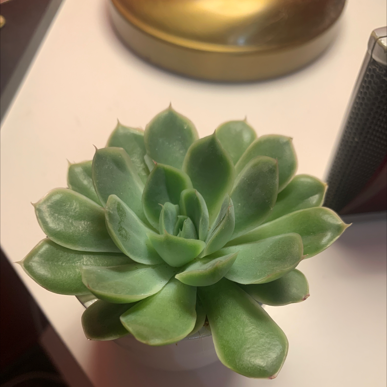 Photo of the plant species White Queen Echeveria by @SeasonedDuwei named Kis rózi on Greg, the plant care app