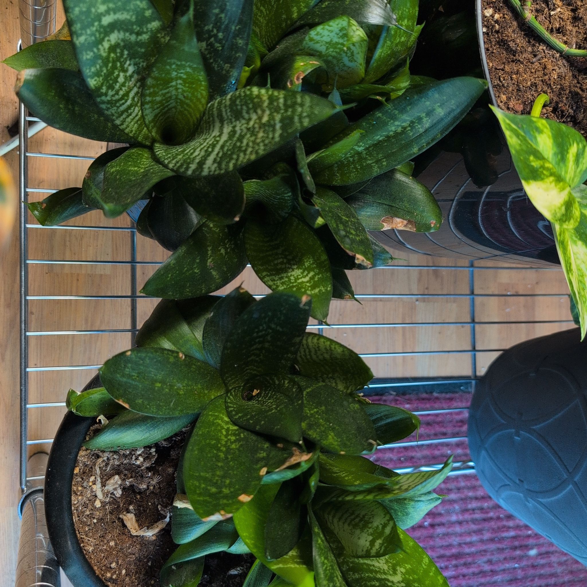 Photo of the plant species Bird's Nest Snake Plant by @RadiantGinseng named Gemini on Greg, the plant care app