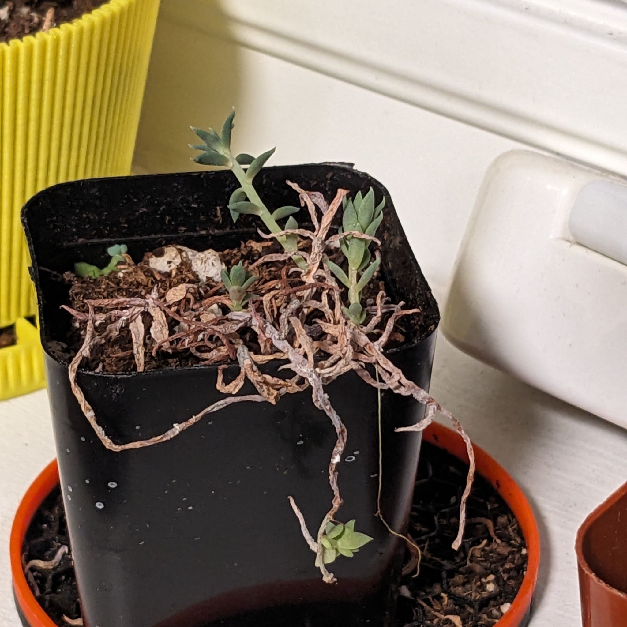 💧 Why Are My Sedum lineare Leaves Mushy?