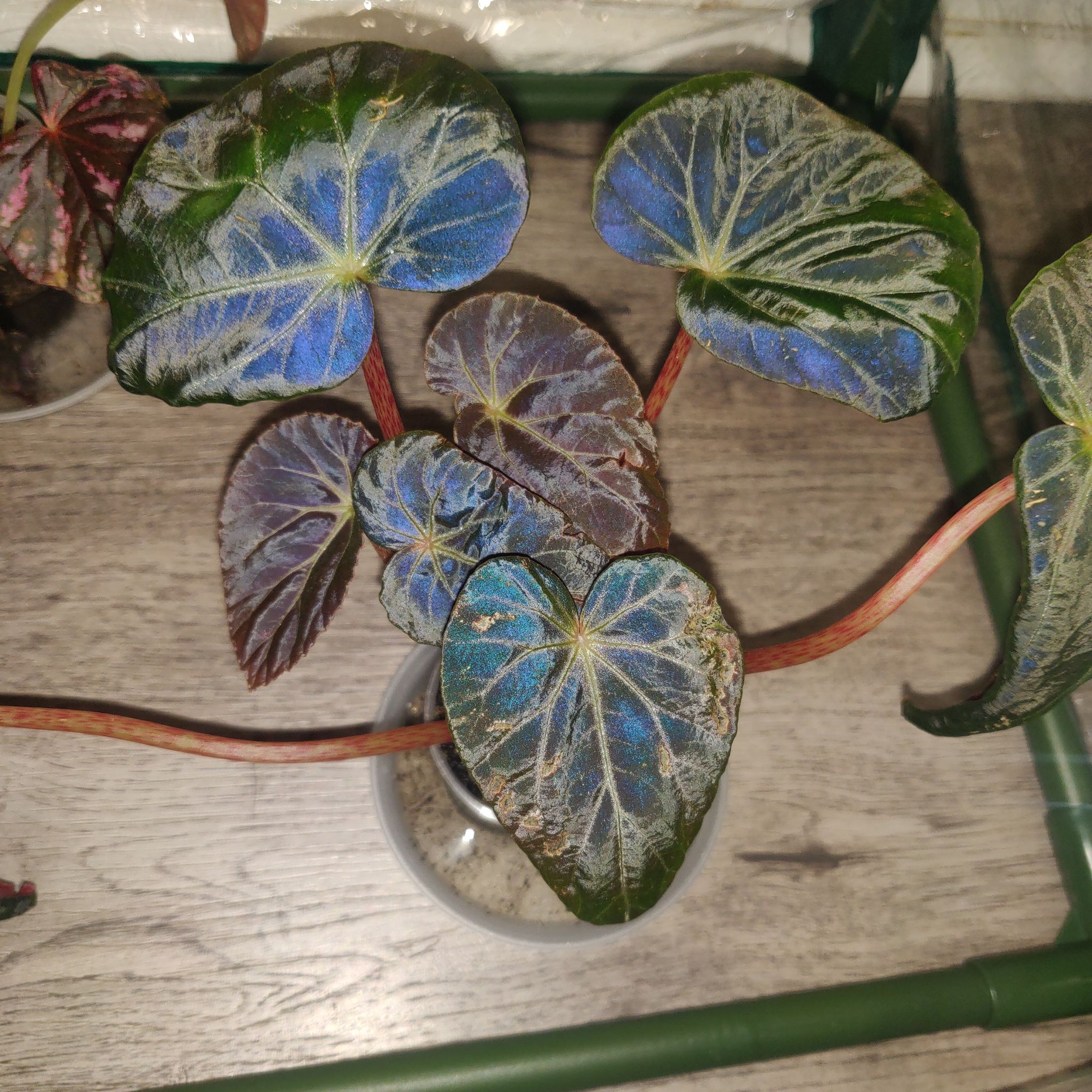 Photo of the plant species Burkill's Begonia by @FlyingSilvergum named Blues on Greg, the plant care app
