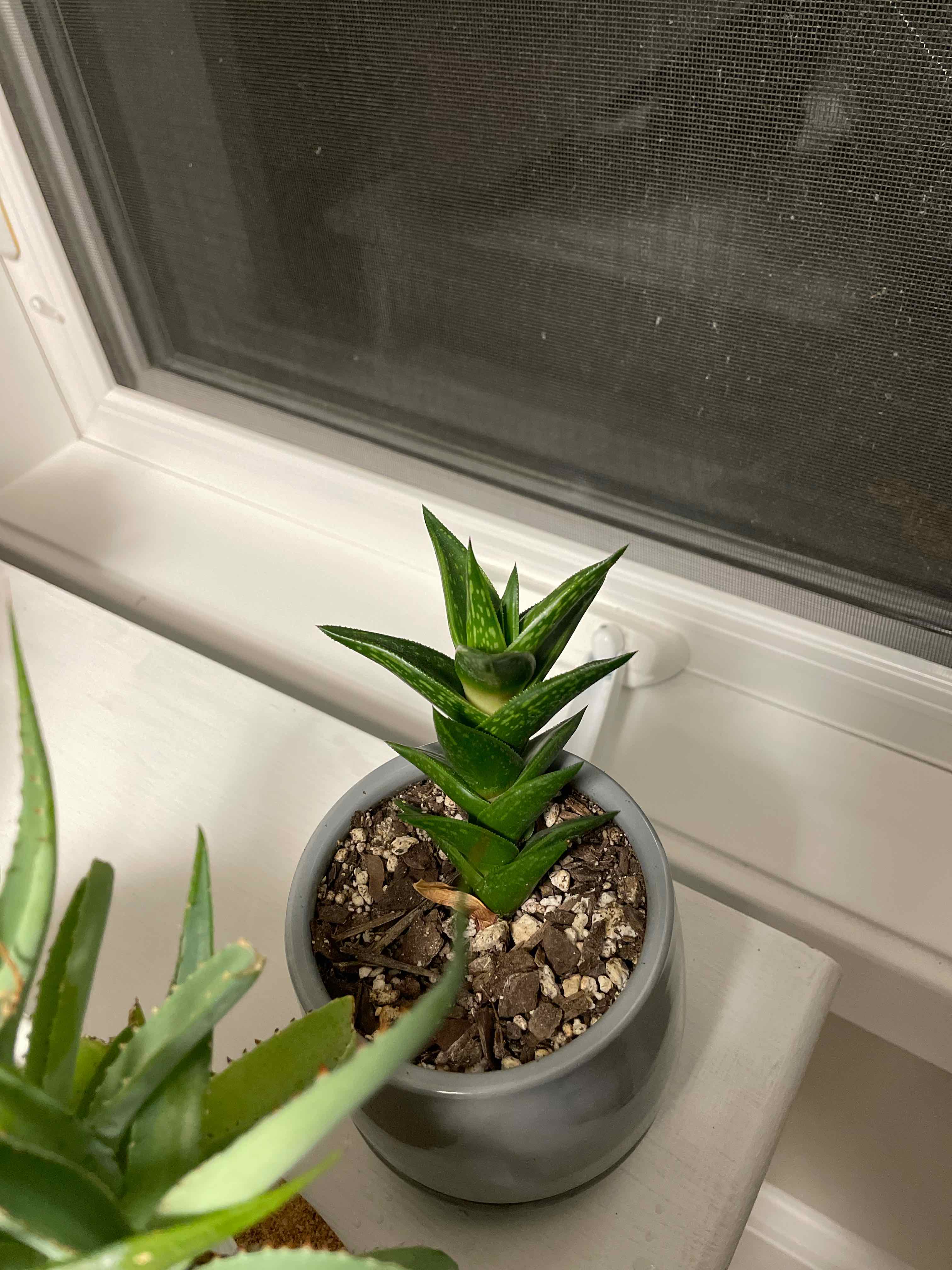 Plant care for Bamboo Orchid on Greg, the plant care app