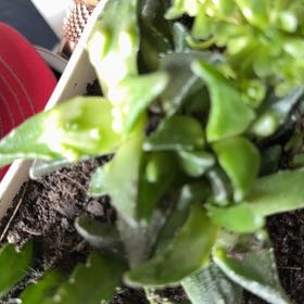 Photo of the plant species Faucaria felina by @RestfulRedpine named Tolkien on Greg, the plant care app