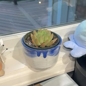 Photo of the plant species Echeveria chihuahuaensis by @RestfulRedpine named Mochi on Greg, the plant care app