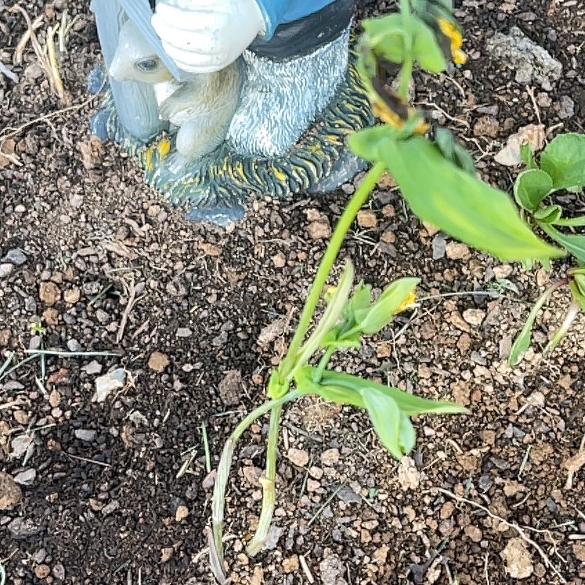 Photo of the plant species Yellow Troutlily by @BustlingHedera named Taylor Swift on Greg, the plant care app