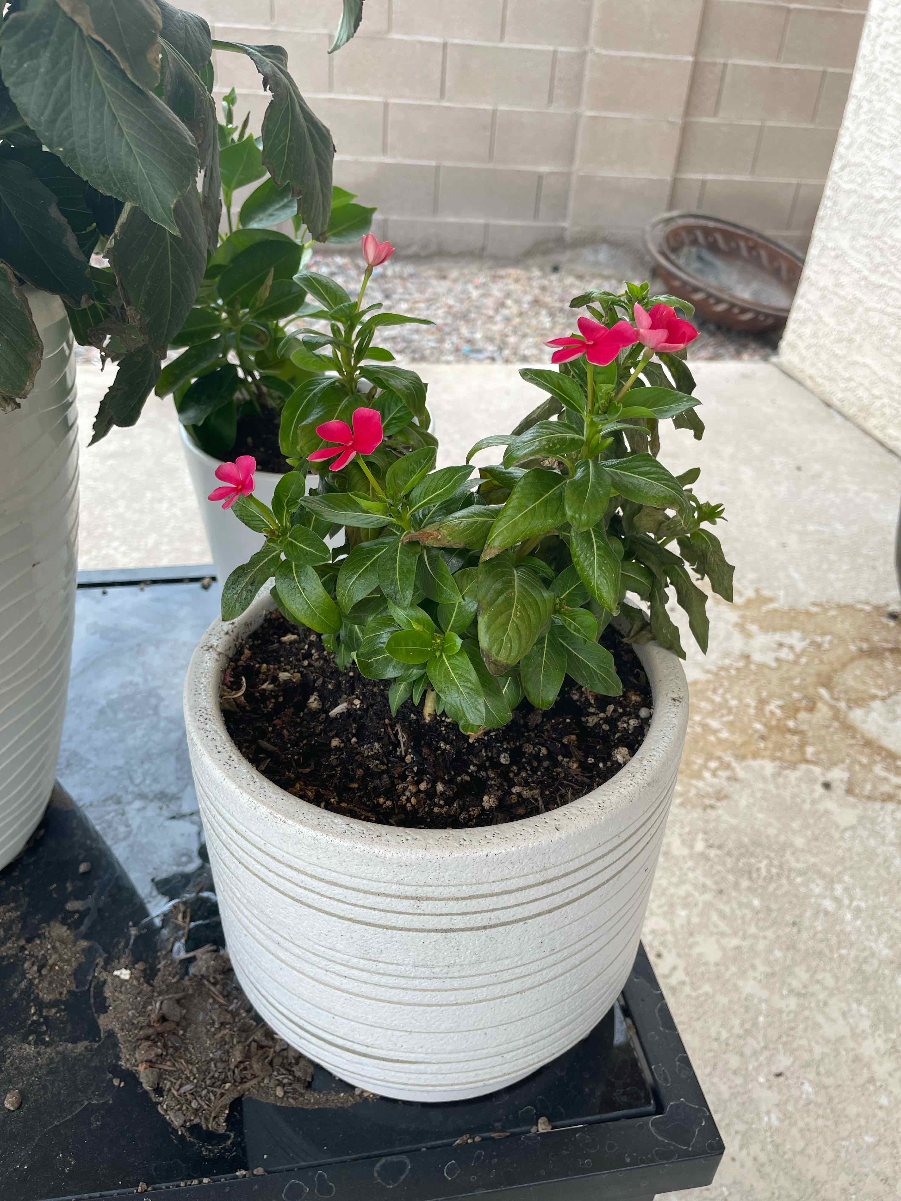 Potted Bright Eyes plant with vibrant green leaves and bright pink flowers.