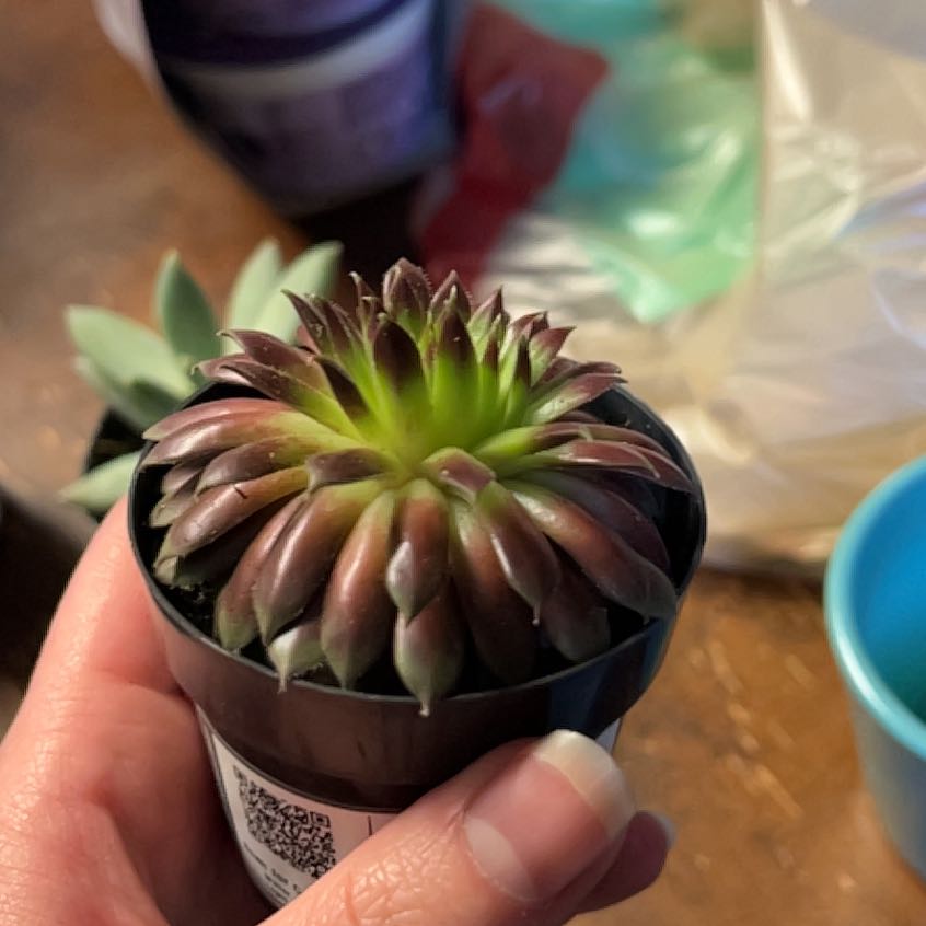 Photo of the plant species Sempervivum 'Pilatus' by @SportCannalily named lula on Greg, the plant care app