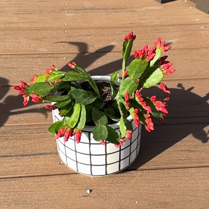 Photo of the plant species Rhipsalidopsis gaertneri 'Red' by @ArdentBushlily named Fernie Mercury on Greg, the plant care app