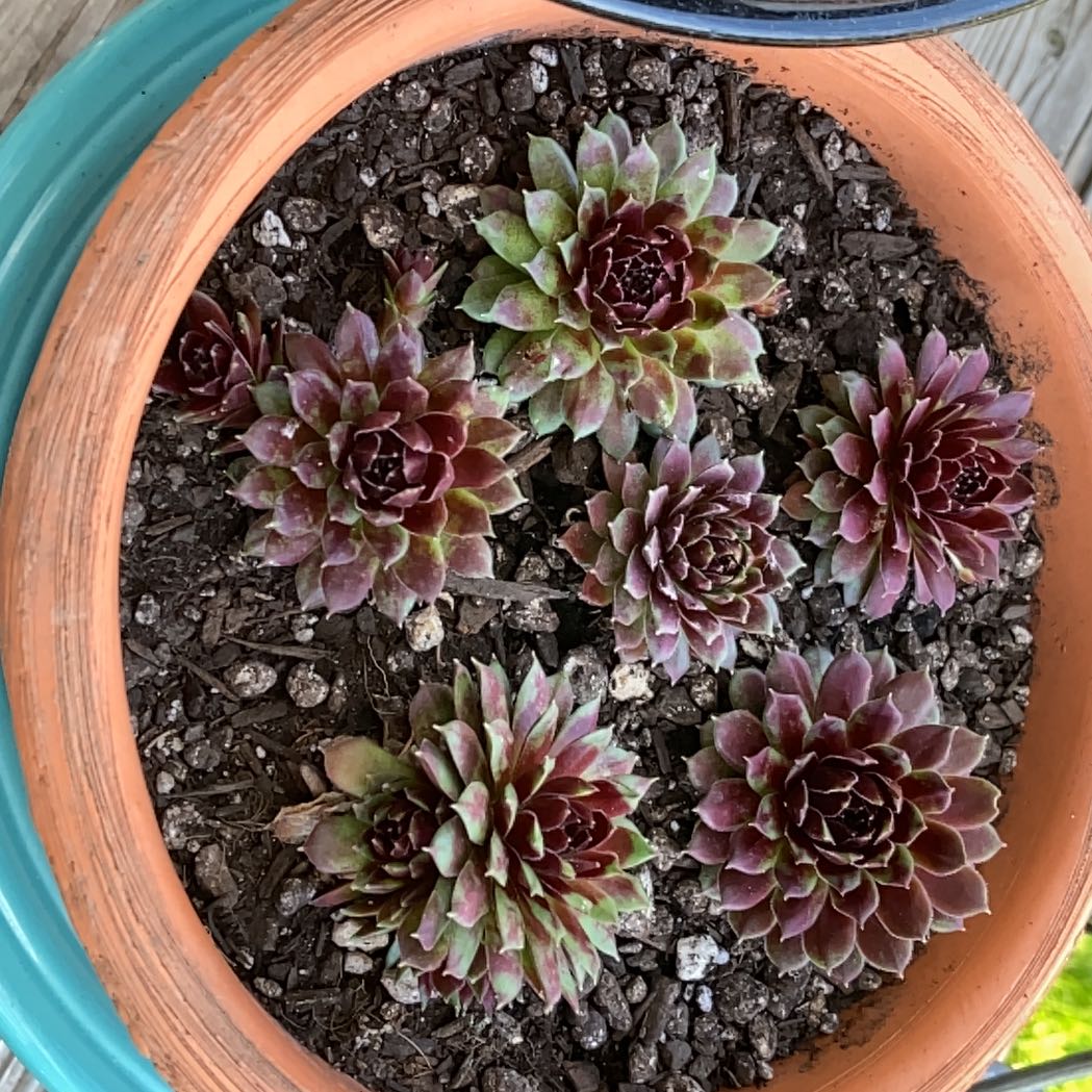 Photo of the plant species Sempervivum 'Pacific Blue Ice' by @ModelCowbane named Apollo on Greg, the plant care app