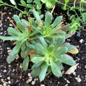 Photo of the plant species Threeleaf Lewisia by @ModelCowbane named Nithin on Greg, the plant care app