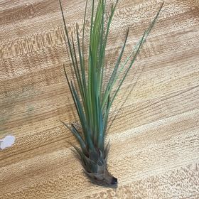 Photo of the plant species Air Plant by @ZestfulBogbirch named Cleopatra on Greg, the plant care app