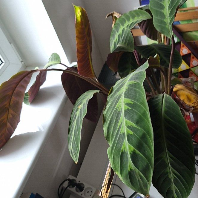 Photo of the plant species Calathea WARSCEWICZII by @MerryEggplant named Gaga on Greg, the plant care app