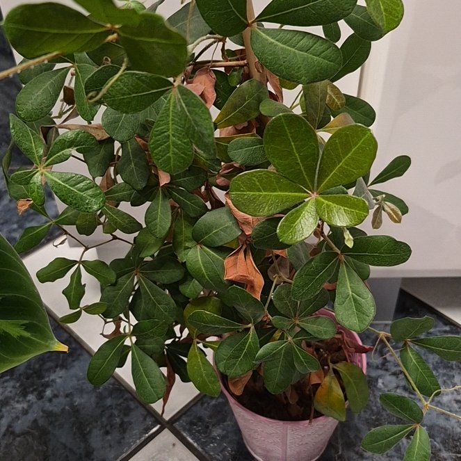 Photo of the plant species Moondrop Umbrella Plant by @MerryEggplant named Coco on Greg, the plant care app