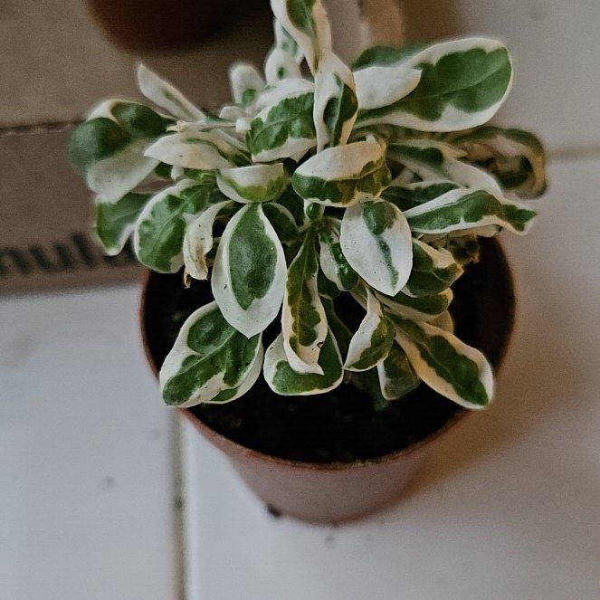 Photo of the plant species Joseph's Coat by @ExaltedArugula named Beckham on Greg, the plant care app