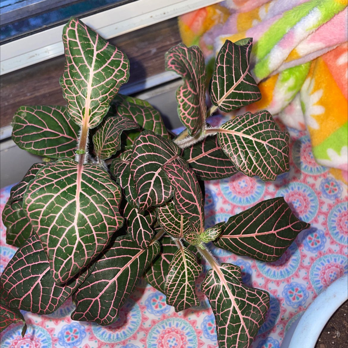 Pink Wave Nerve Plant with pink veins on dark green leaves, no visible soil or flowers.