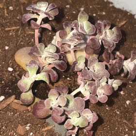 Photo of the plant species Sedum spathulifolium 'Carnea' by @NiceWildpansy named Elle on Greg, the plant care app