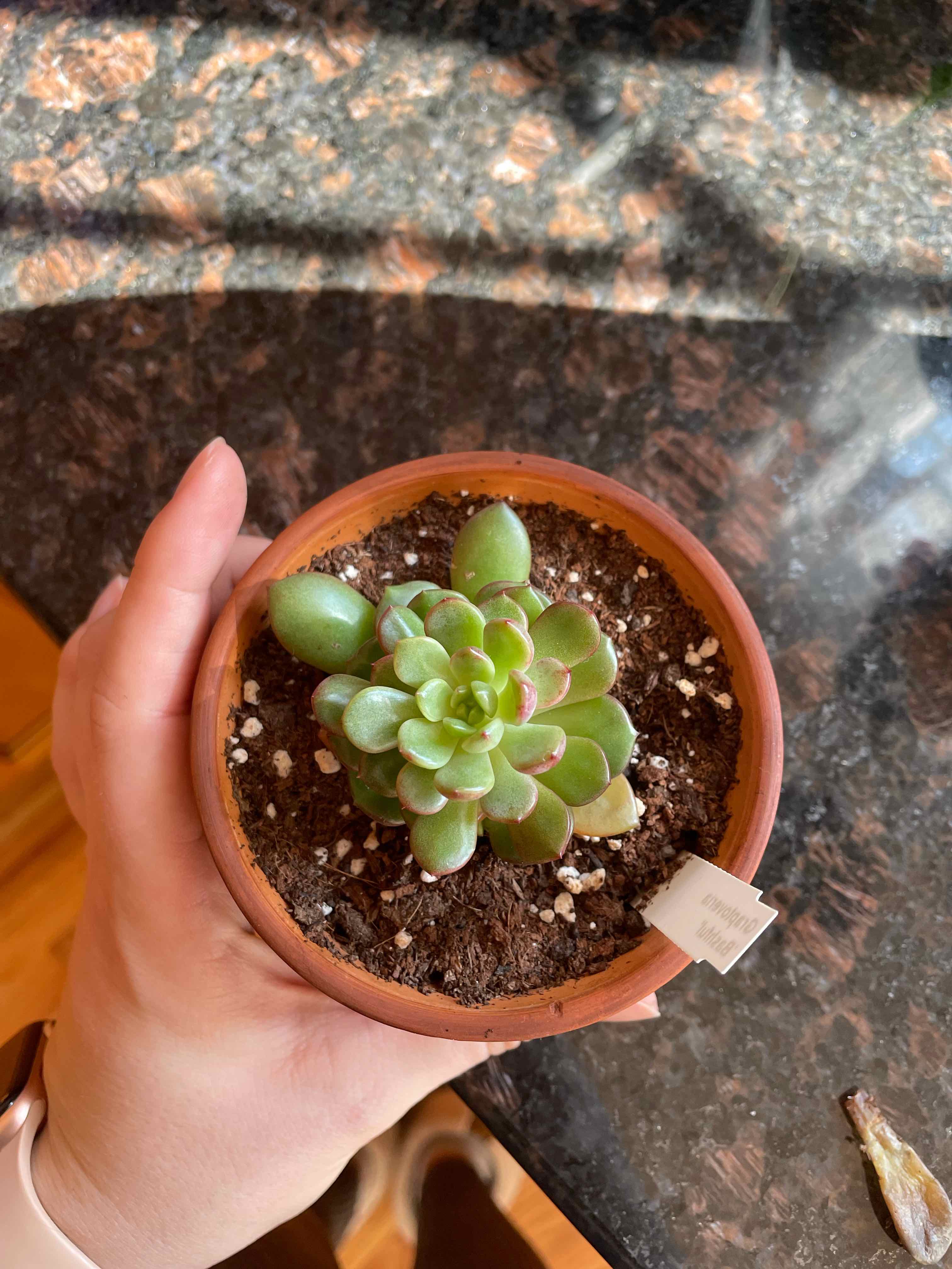 Graptoveria 'Bashful™' succulent in a terracotta pot, held by a hand.
