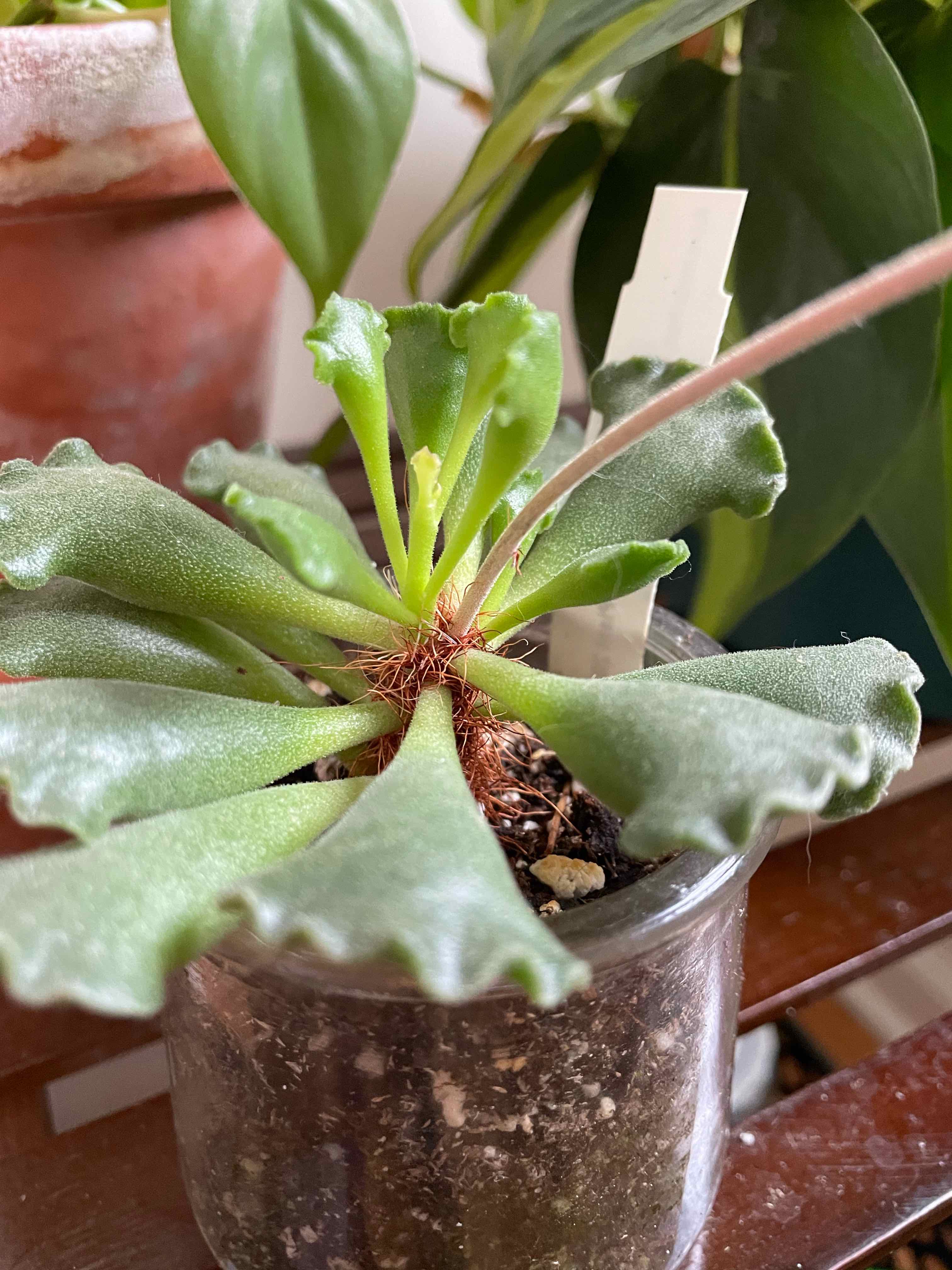 Pillow Feet Crinkle Leaf Plant in a pot with healthy green leaves.