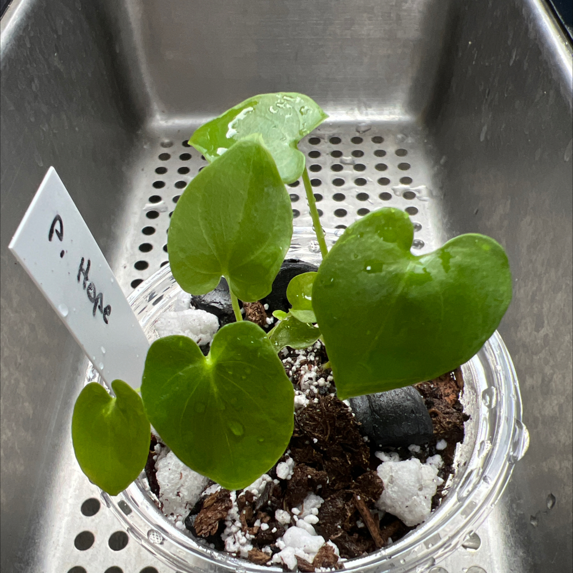 Photo of the plant species Hope Plant by @MomentousBonsai named Sol big dining room shelf on Greg, the plant care app