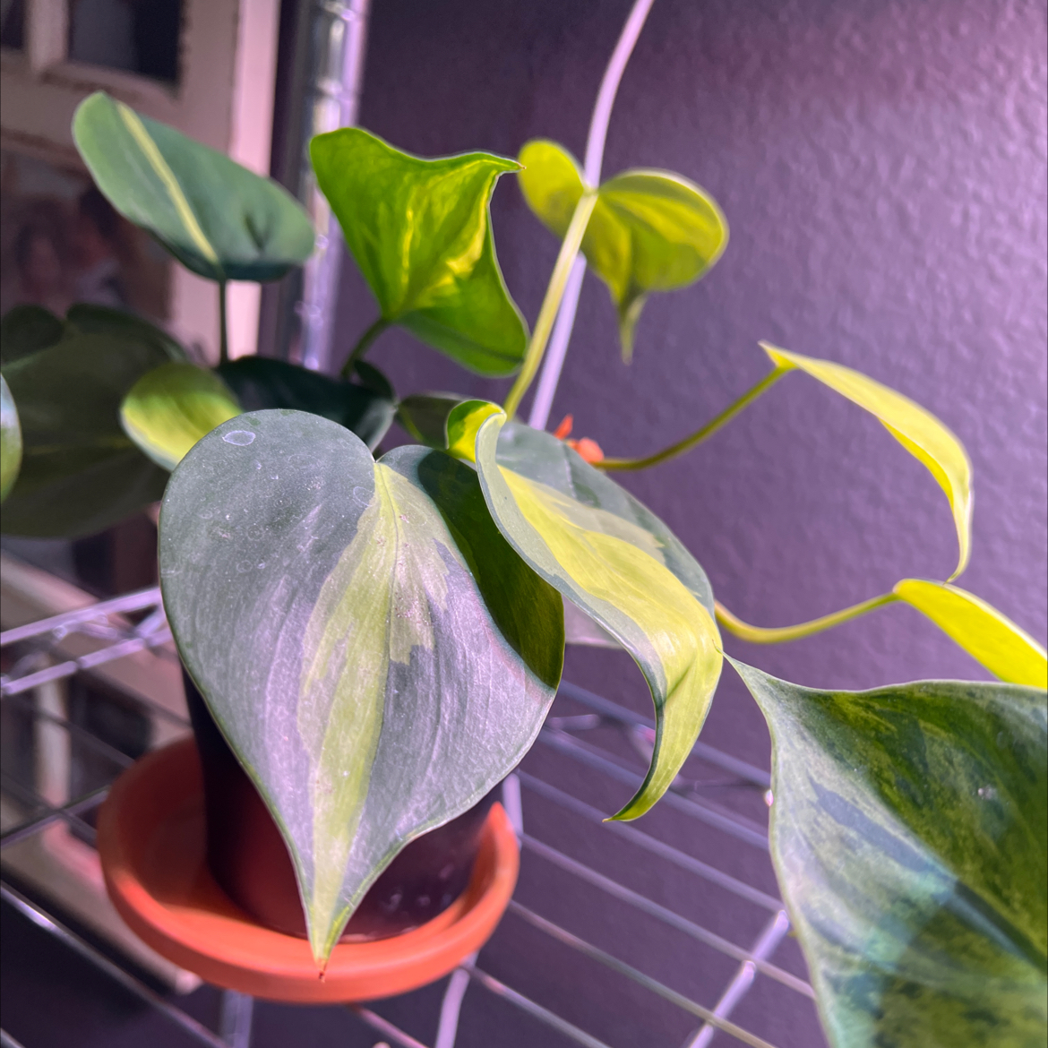Photo of the plant species Philodendron hederaceum 'Carnival' by @MomentousBonsai named Girlfrond plant room on Greg, the plant care app