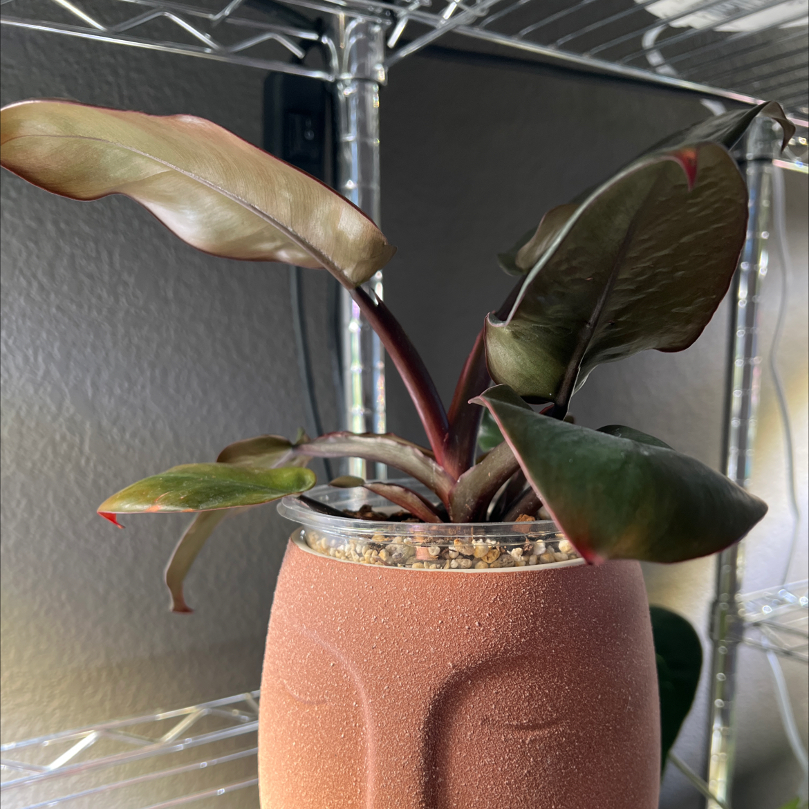 Photo of the plant species Philodendron erubescens 'Black Cardinal x Caramel' by @MomentousBonsai named Anne plant room on Greg, the plant care app