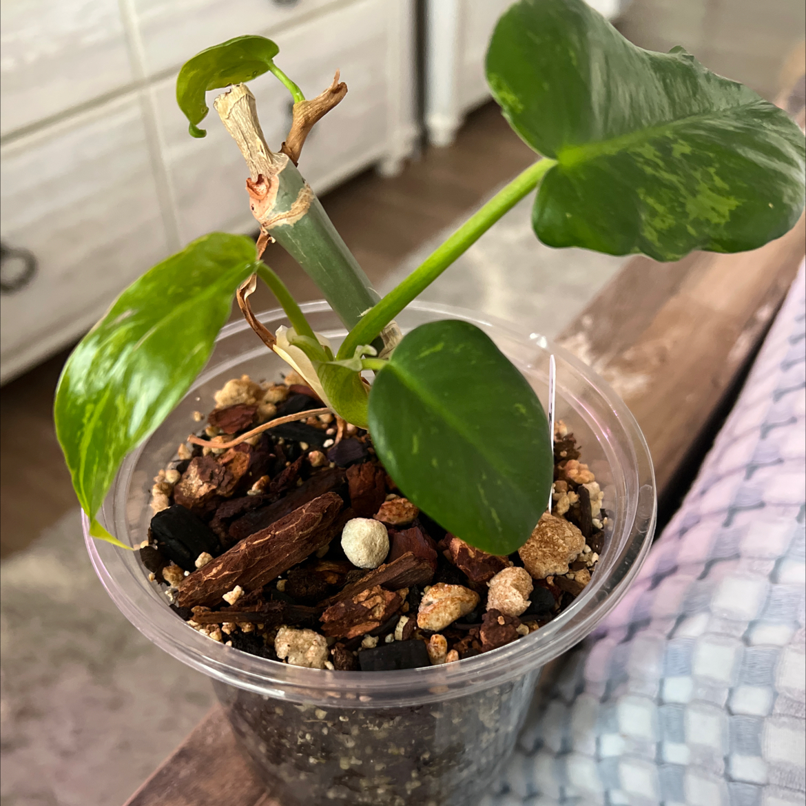 Photo of the plant species Philodendron Mottled Dragon by @MomentousBonsai named McKinley our room table on Greg, the plant care app