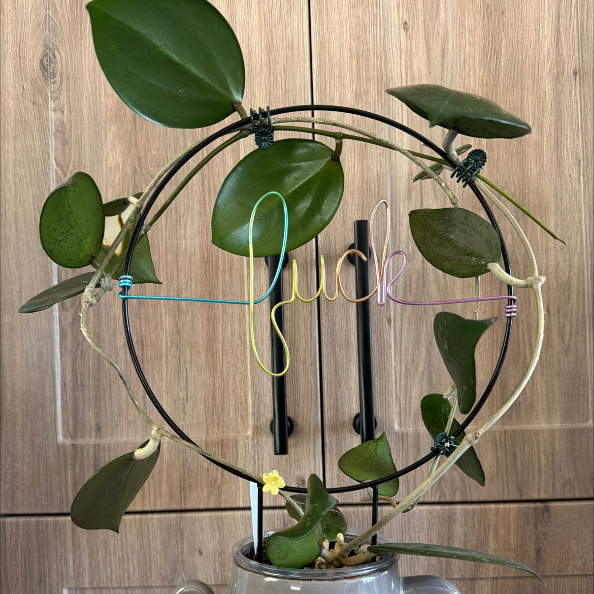 Photo of the plant species Hoya AH Battleground by @MomentousBonsai named Bigleef Smalls living room wall on Greg, the plant care app