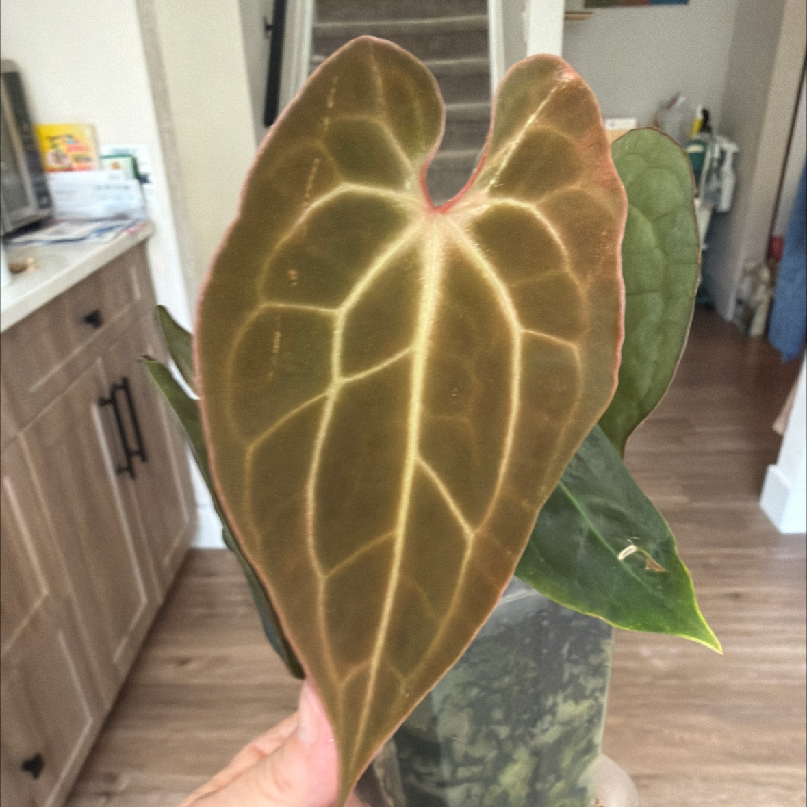 Photo of the plant species Anthurium Hybrid by @MomentousBonsai named Carla Crystal x Tezula AOS Pap plant room on Greg, the plant care app