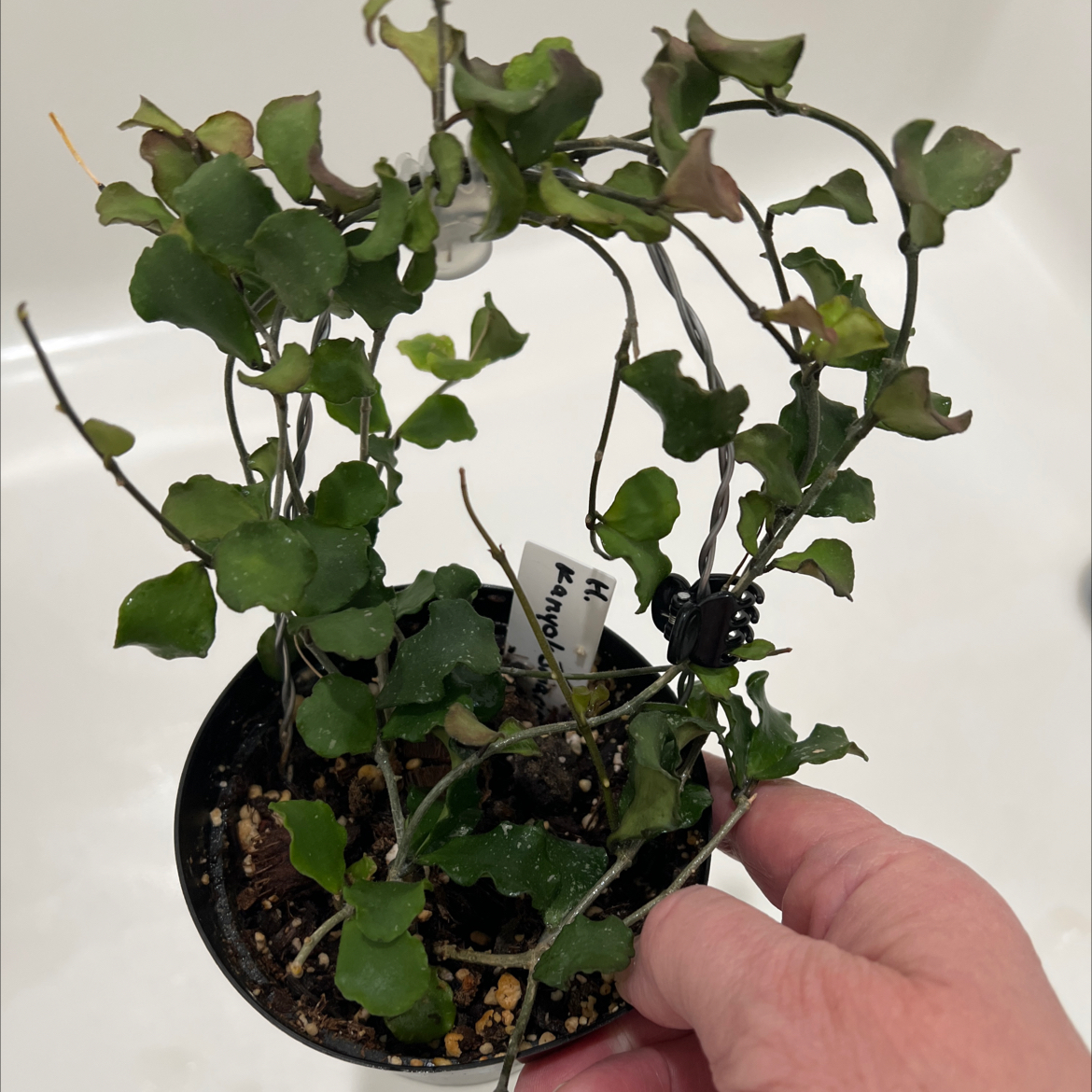 Photo of the plant species Hoya kanyakumariana by @MomentousBonsai named Terra our room table on Greg, the plant care app