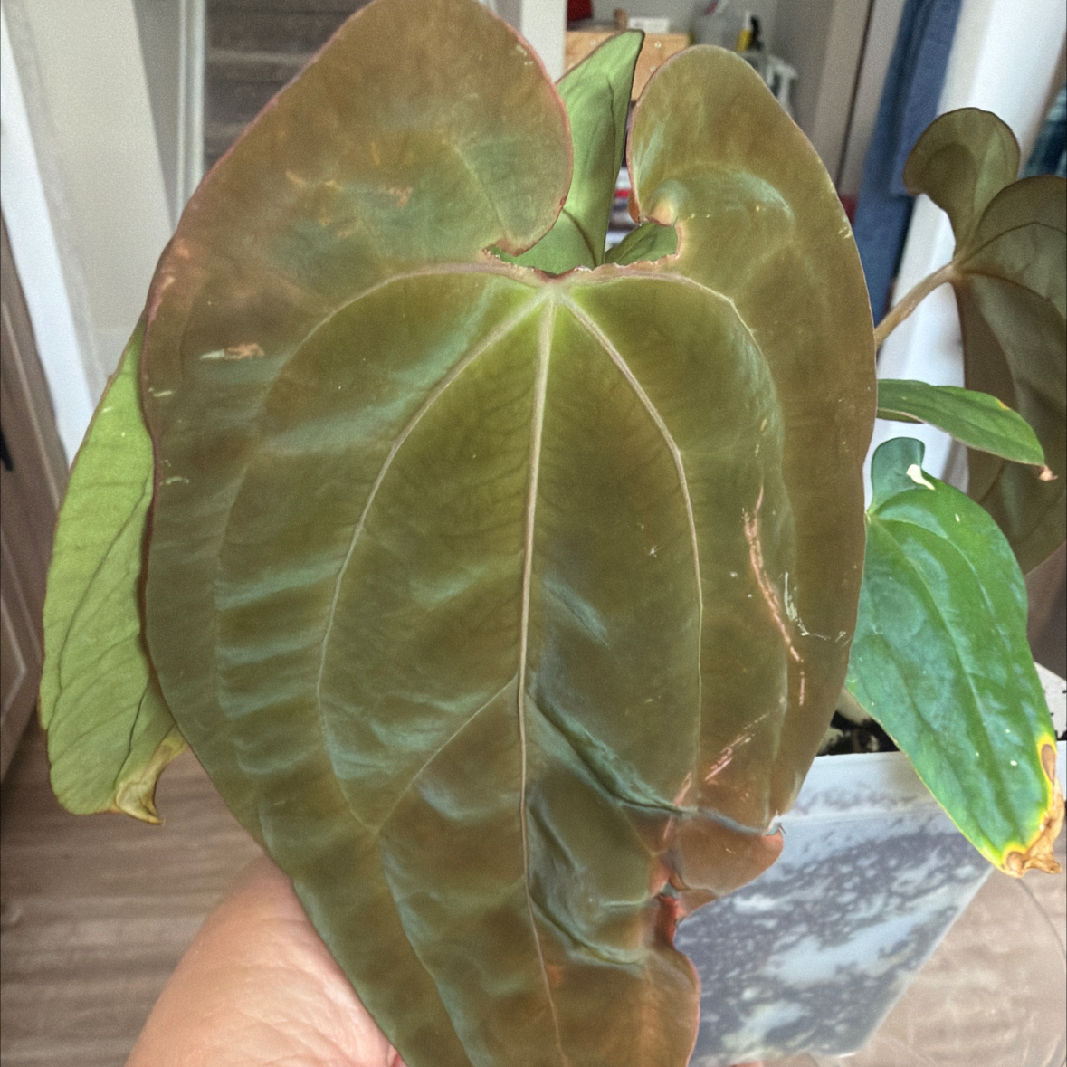 Photo of the plant species Anthurium 'Chocolate' by @MomentousBonsai named Choc Crystal x BVEP plant room on Greg, the plant care app