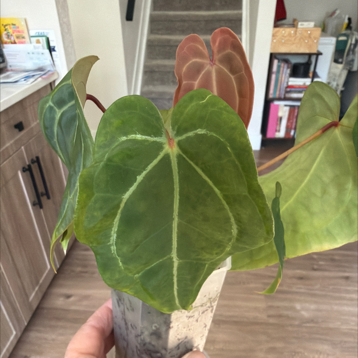Photo of the plant species Anthurium Dark Phoenix x Magnificum by @MomentousBonsai named Glen Coco plant room on Greg, the plant care app