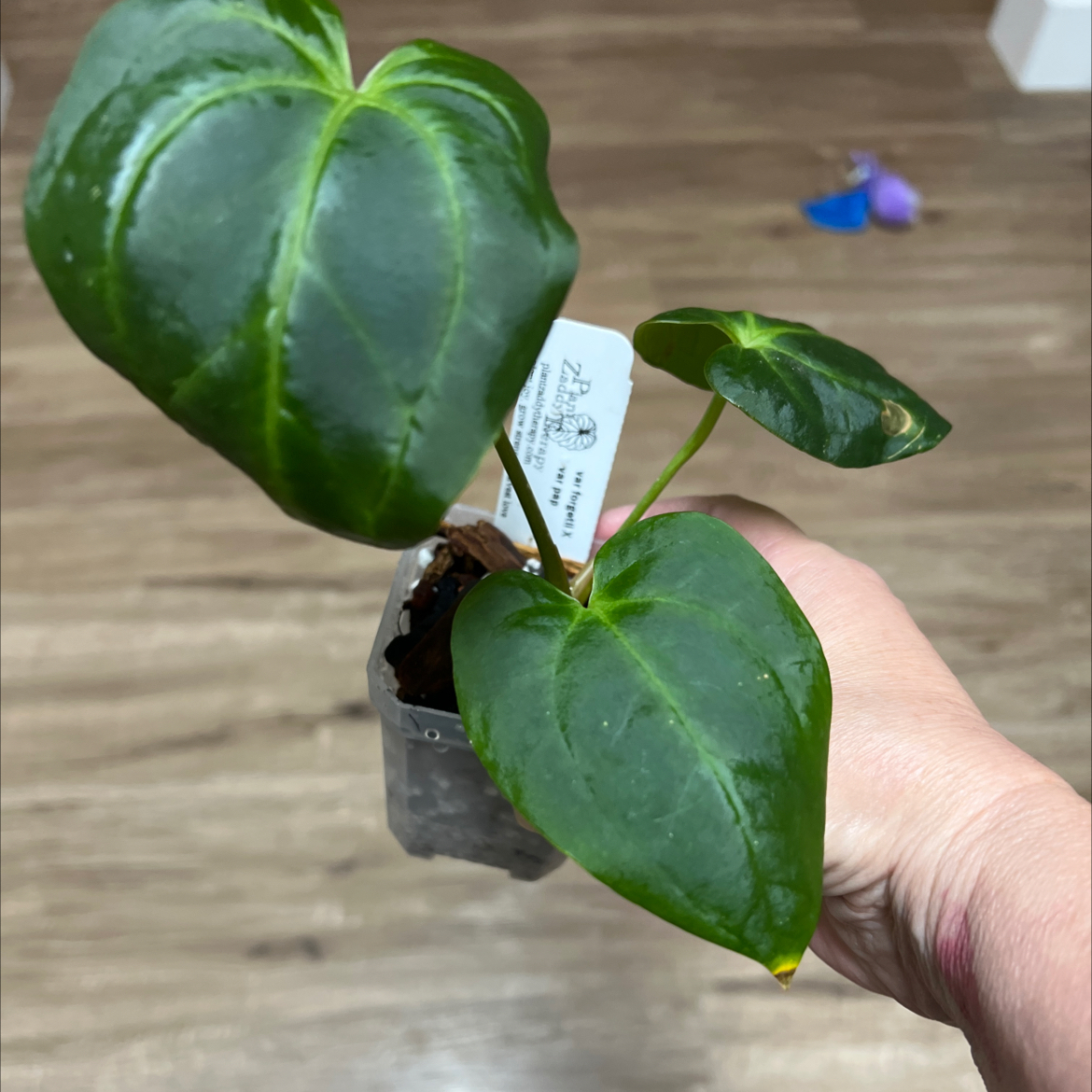 Photo of the plant species anthurium papillilaminum x forgetii x by @MomentousBonsai named Var forgetii x var pap plant room on Greg, the plant care app