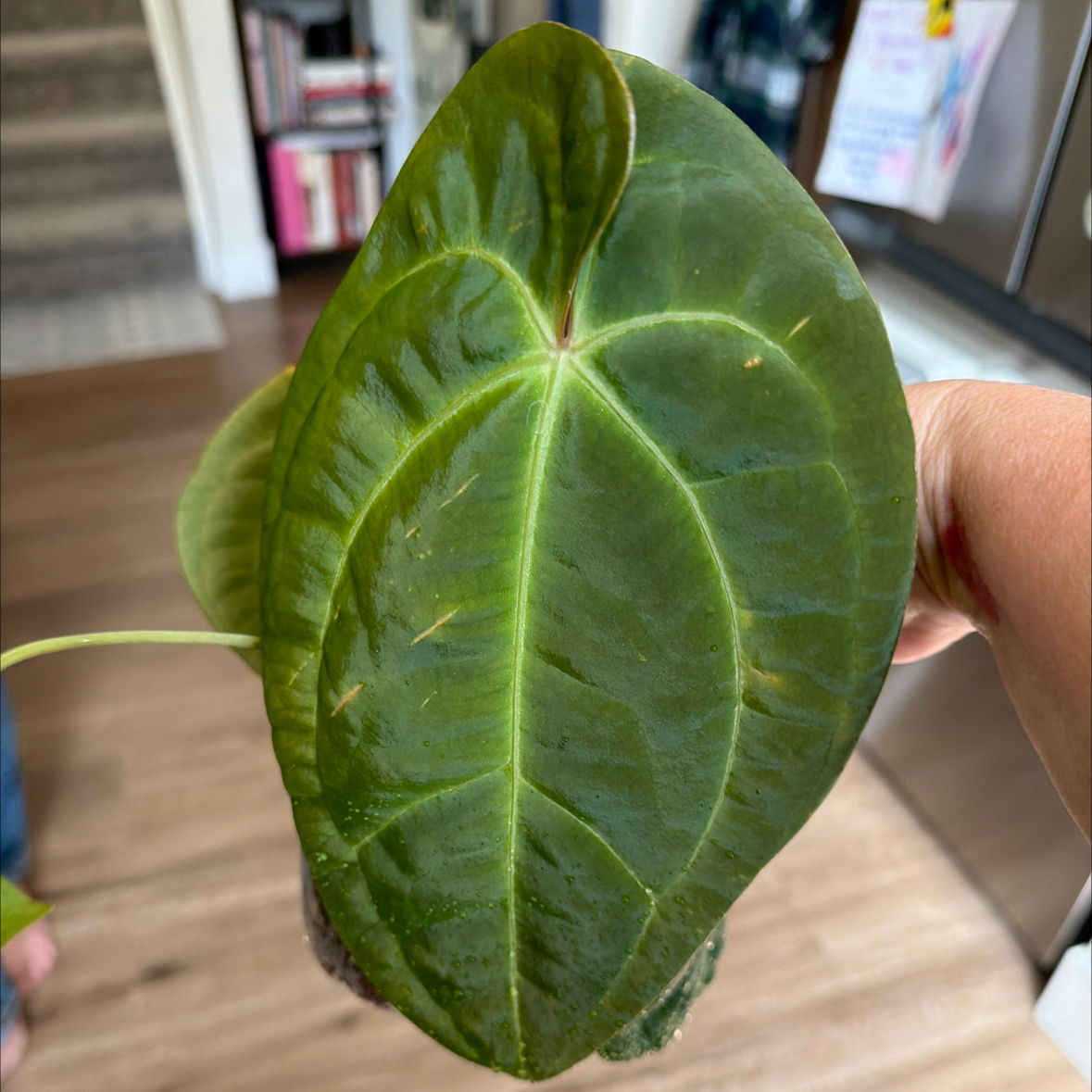 Photo of the plant species anthurium papillilaminum x forgetii x by @MomentousBonsai named Var forgetii x var pap plant room on Greg, the plant care app