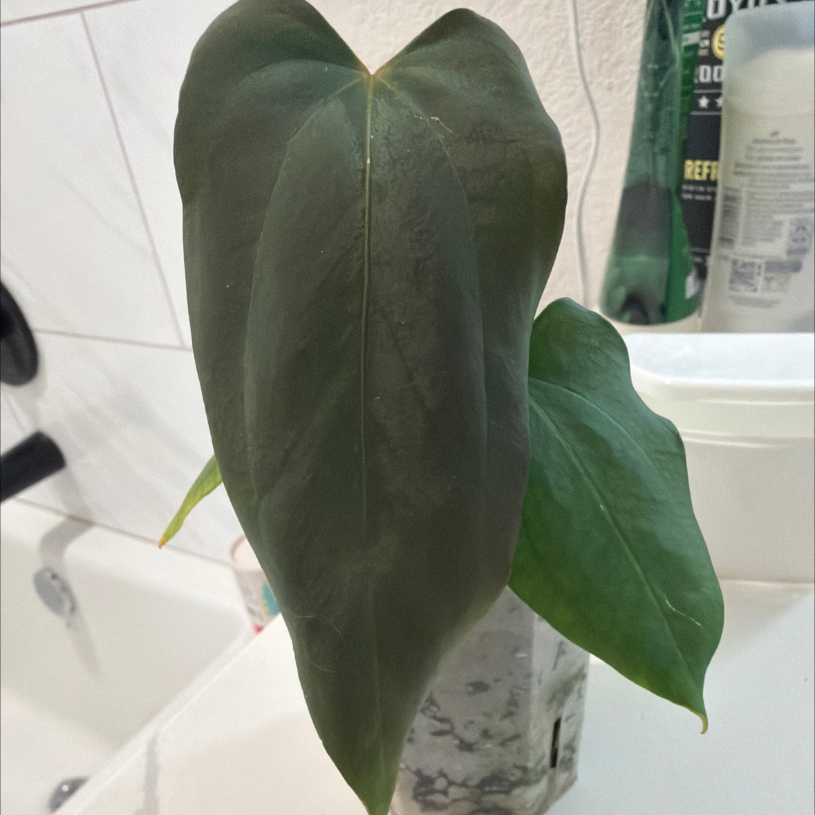 Photo of the plant species Anturio Dressleri by @MomentousBonsai named Mr Worldwide x Dress x BVEP our room cabinet on Greg, the plant care app