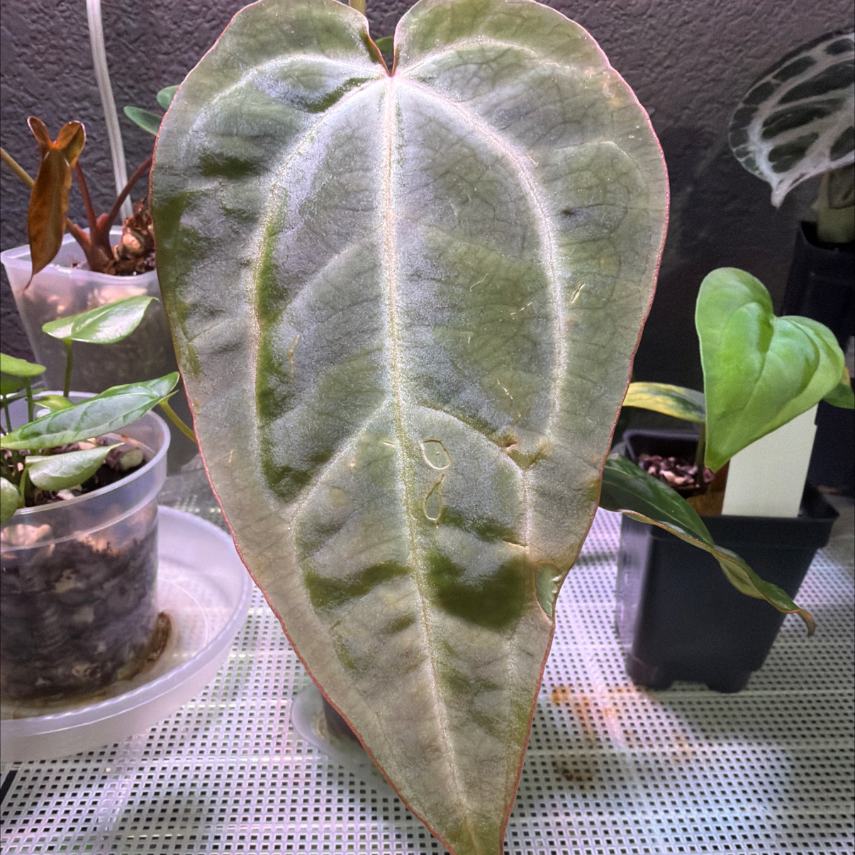 Photo of the plant species Pink Lemonade x Mag Verde by @MomentousBonsai named Pink Lemonade x besseae aff plant room on Greg, the plant care app
