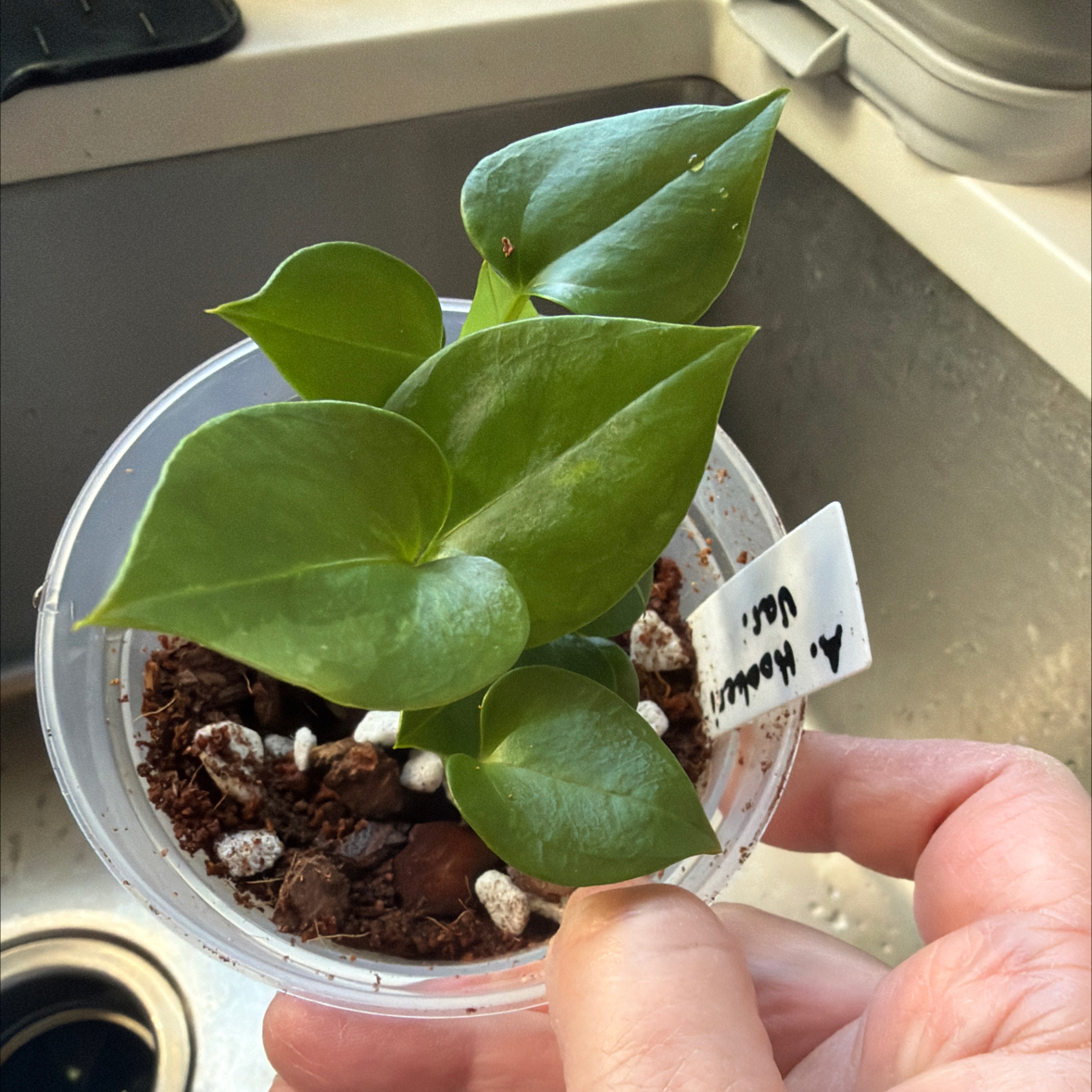 Photo of the plant species Variegated Hookeri by @MomentousBonsai named Naomi plant room on Greg, the plant care app