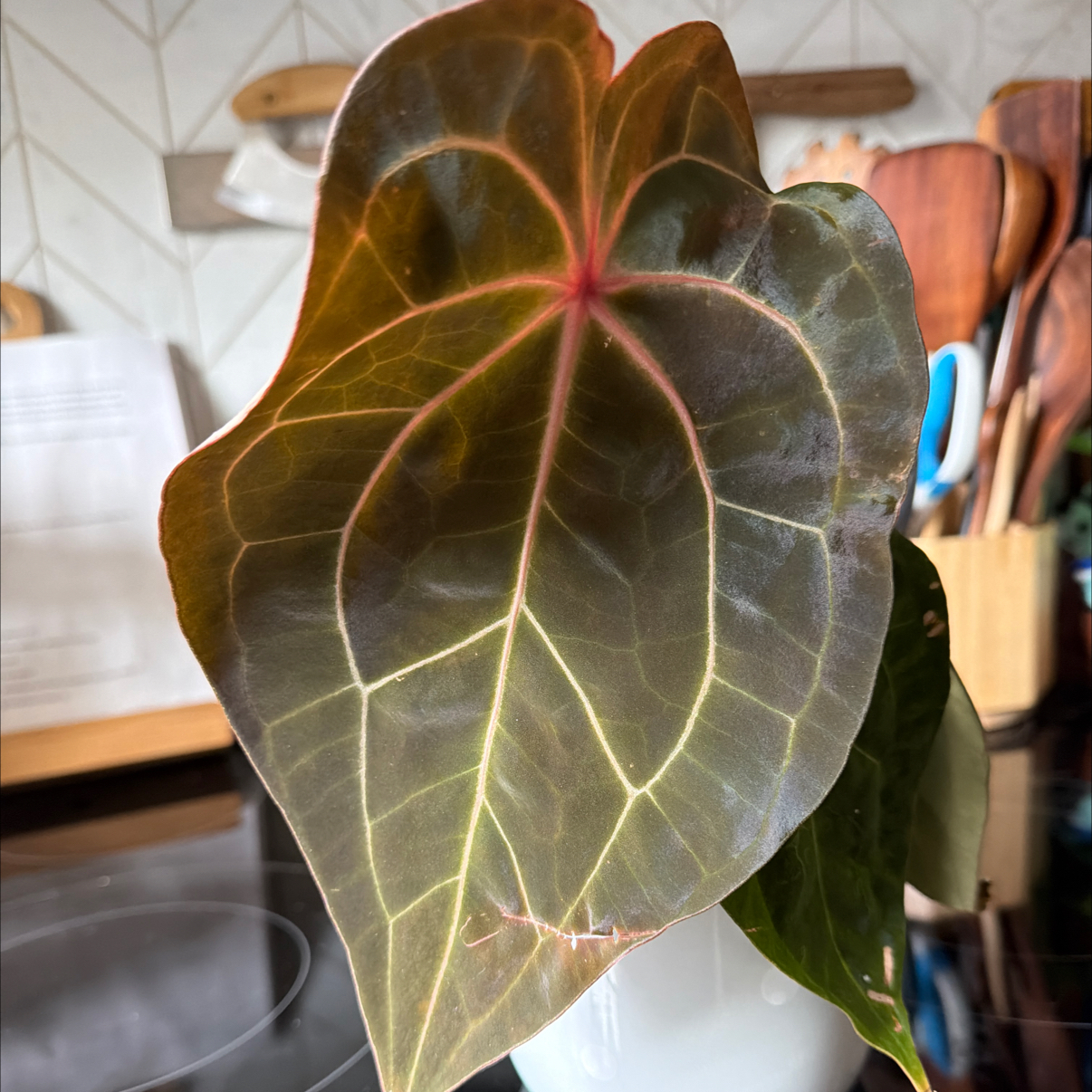 Photo of the plant species Anthurium Hybrid by @MomentousBonsai named Carlablackiae x crystallinum x tezula AOS x pap on Greg, the plant care app