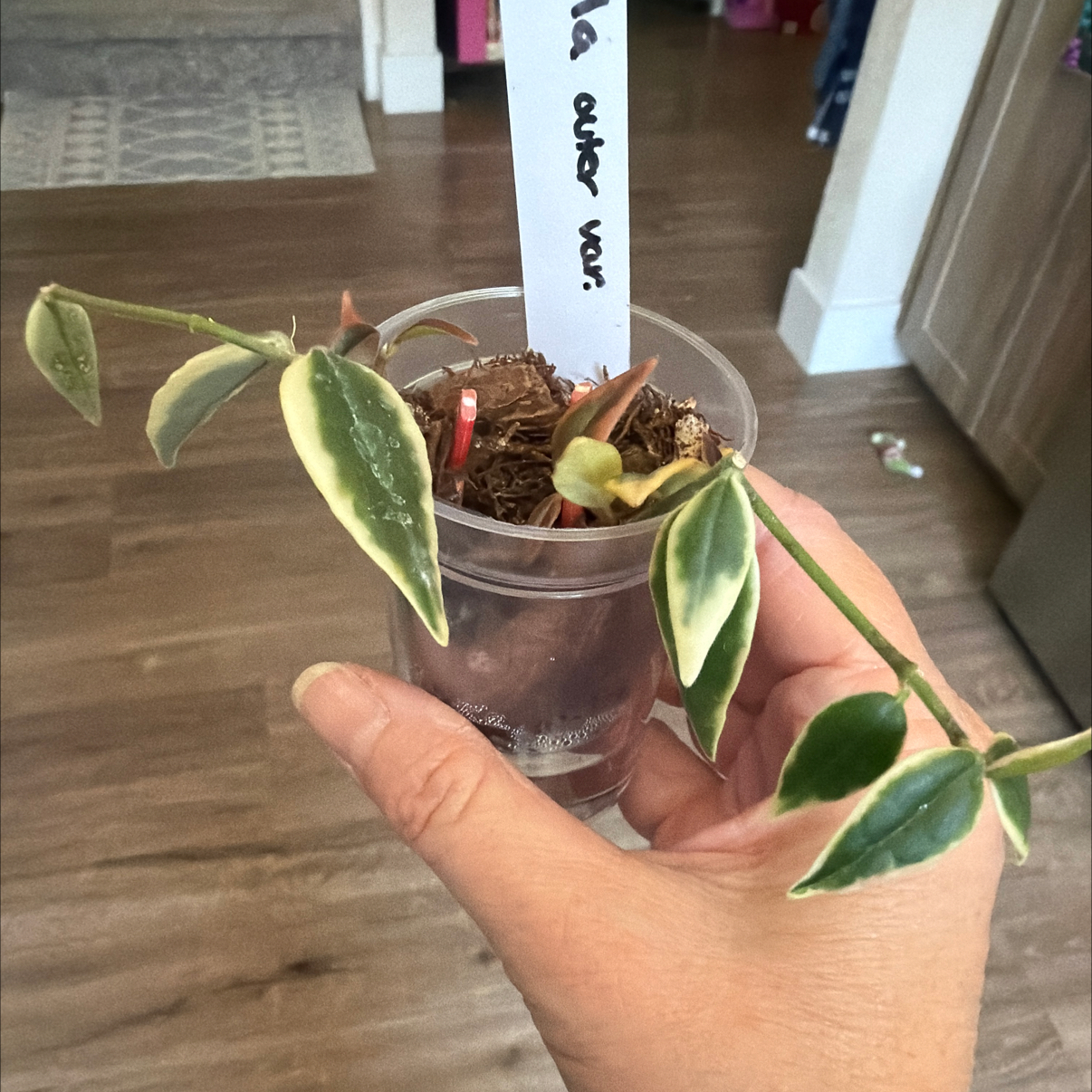 Photo of the plant species Hoya bella albomarginata by @MomentousBonsai named Rihanna plant room on Greg, the plant care app