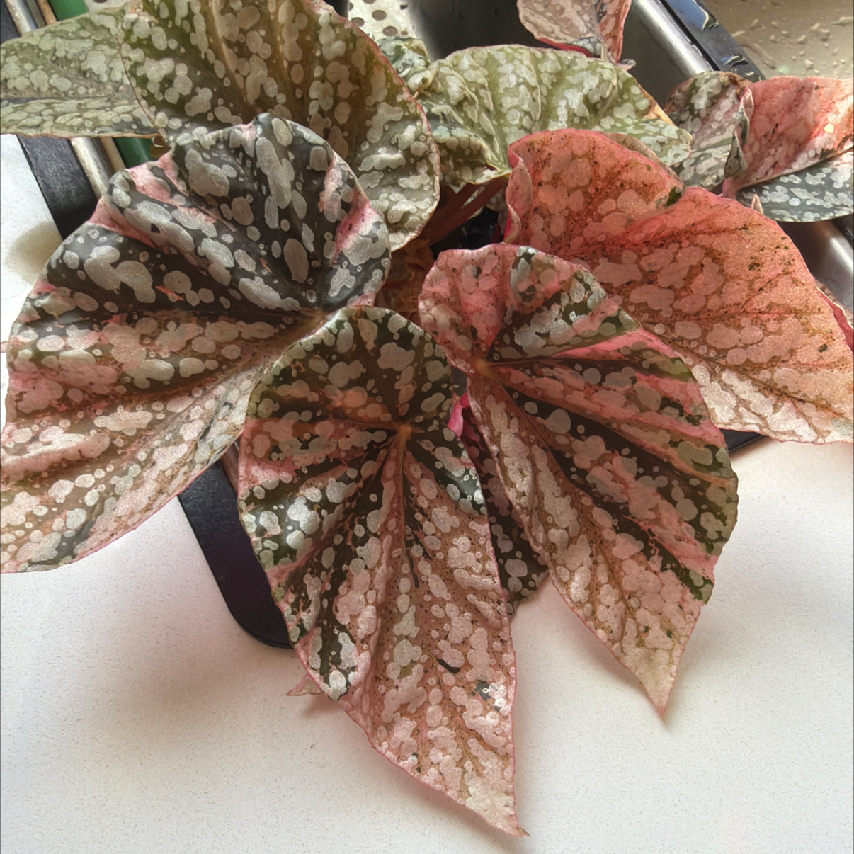 Photo of the plant species Wax Begonia by @MomentousBonsai named Variegated snow cap plant room cabinet on Greg, the plant care app