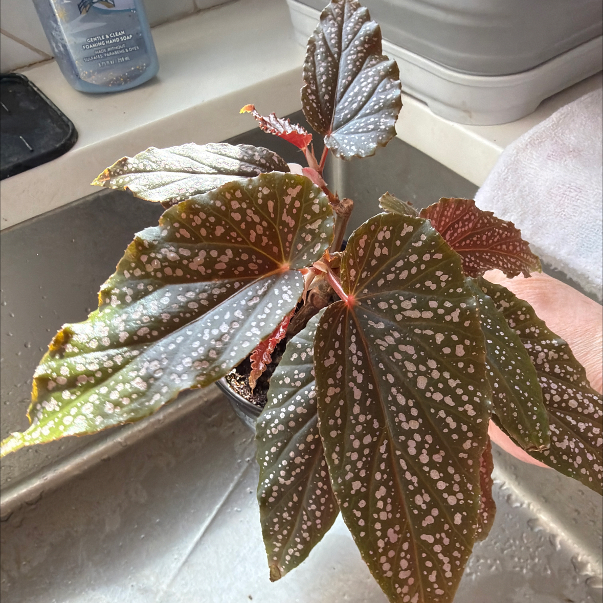 Photo of the plant species Polka Dot Begonia by @MomentousBonsai named Clooney plant room cabinet on Greg, the plant care app