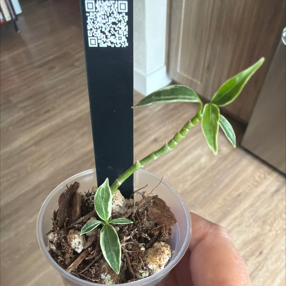 Photo of the plant species Hoya yingjiangensis by @MomentousBonsai named Gates plant room on Greg, the plant care app