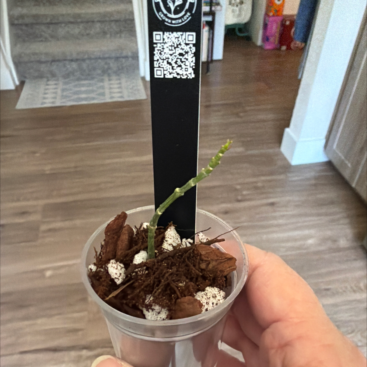 Photo of the plant species Hoya yingjiangensis by @MomentousBonsai named Gates plant room on Greg, the plant care app
