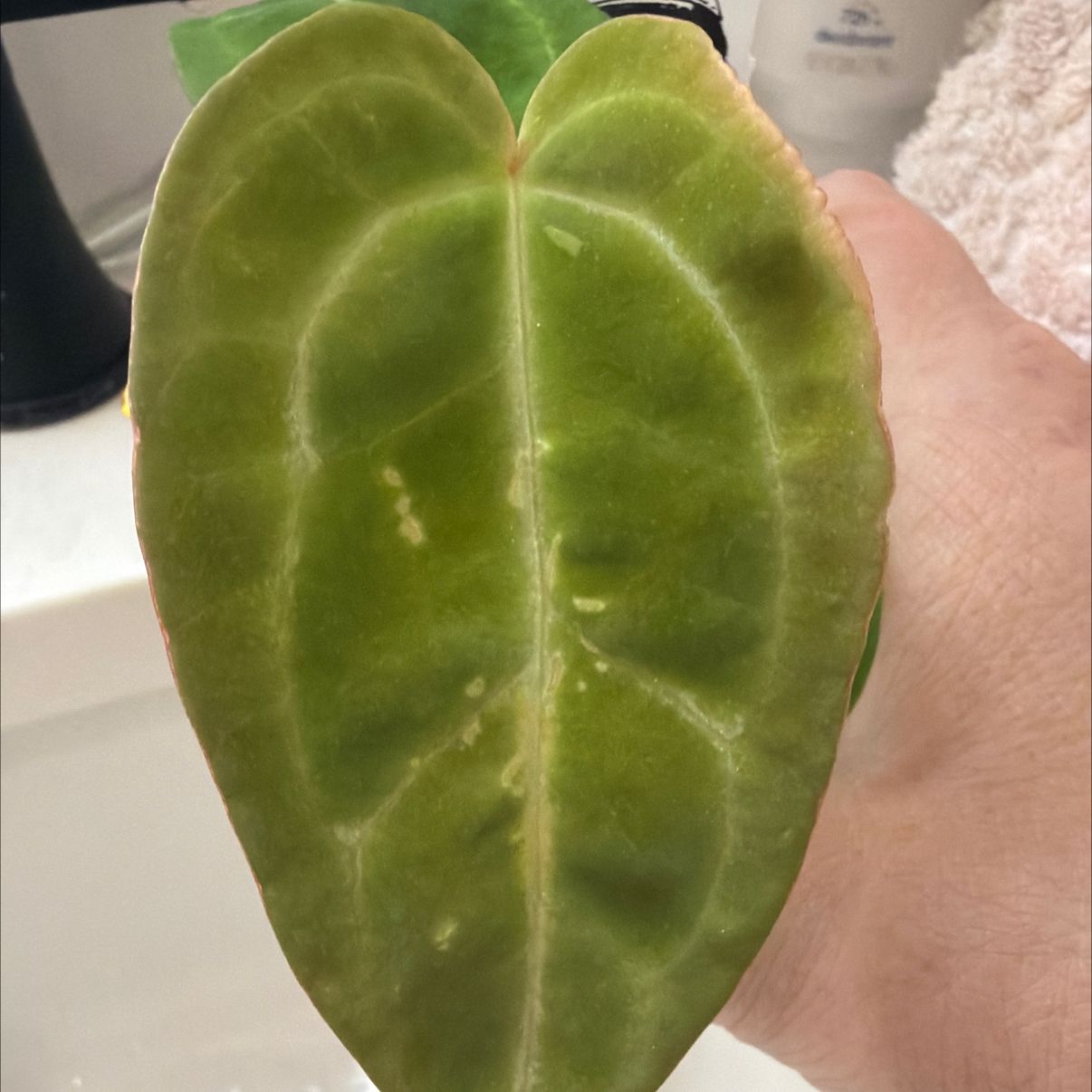 Photo of the plant species Anthurium NOID by @MomentousBonsai named ^Barry’s Block NoID our room cabinet on Greg, the plant care app